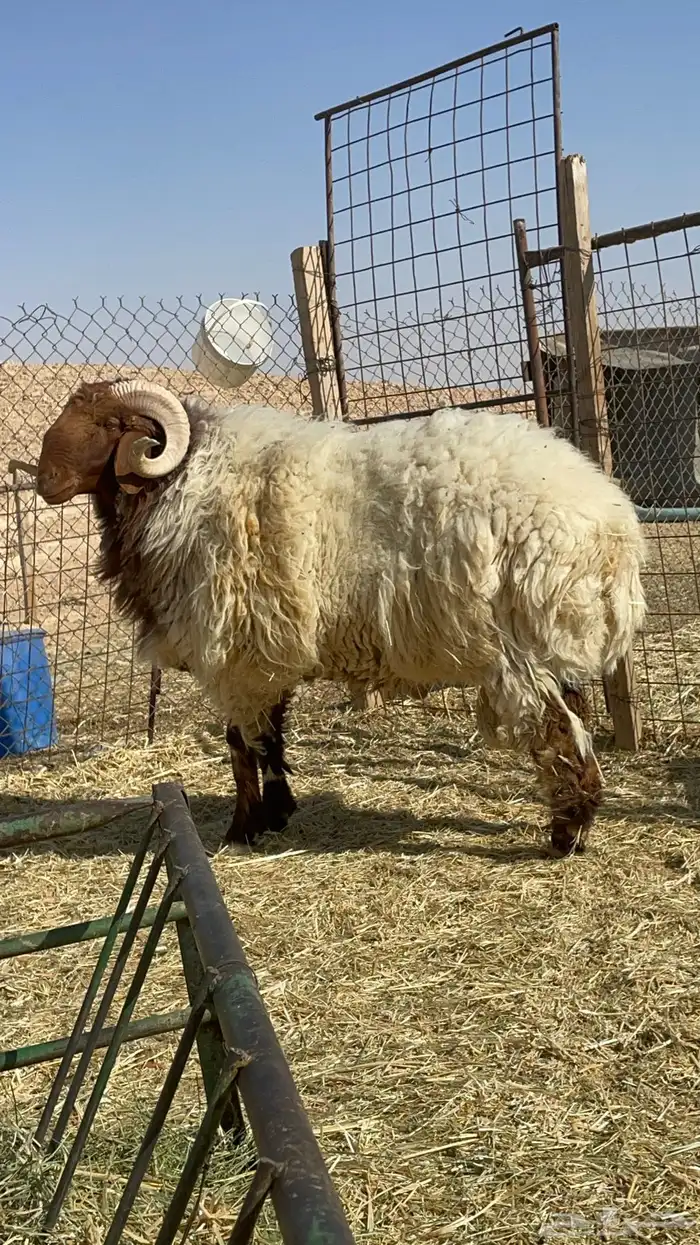 فحل نعيم للبيع 3