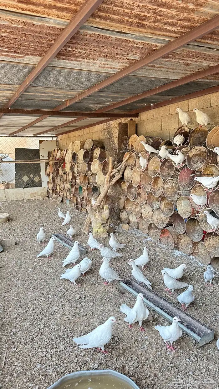 فرنسي أبيض للبيع 2