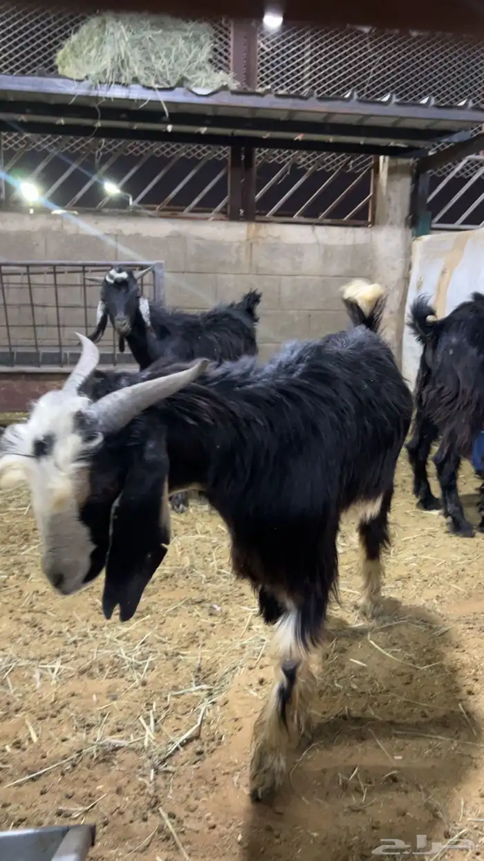 تيوس مندي مرابي 3