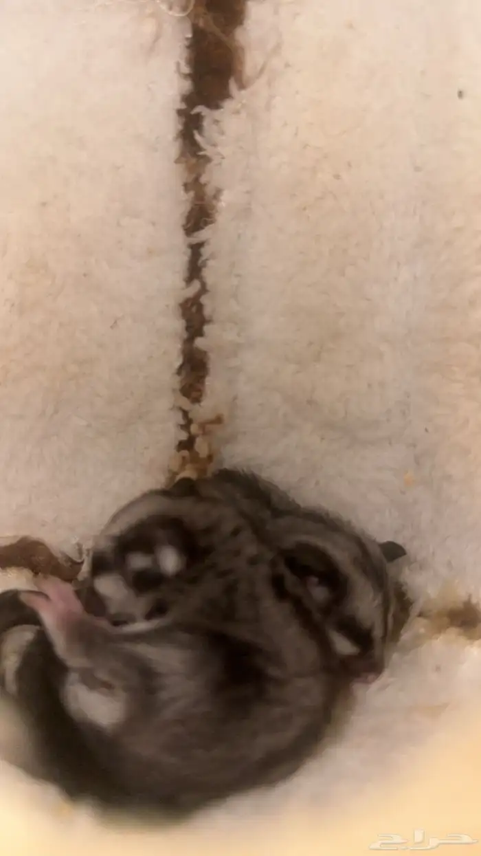 سنجاب شوقر قلايد 2