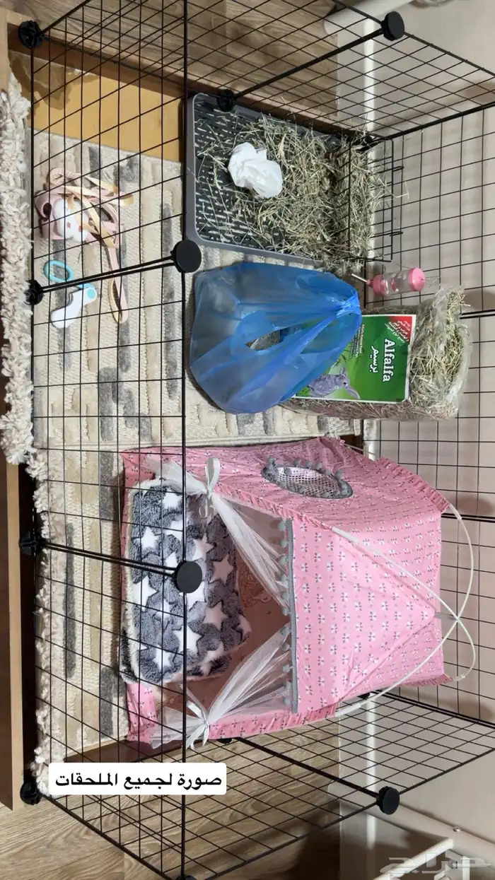 ارنب هولاند لوب 3