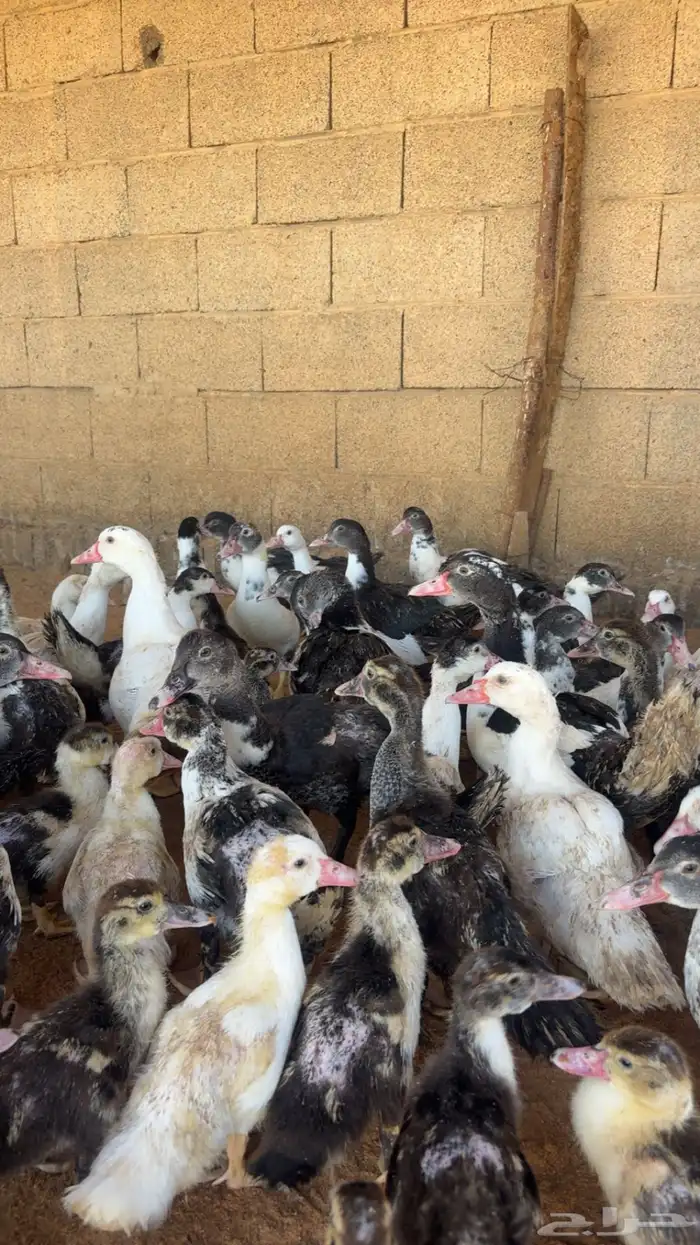 بط مسكوفي للبيع 4