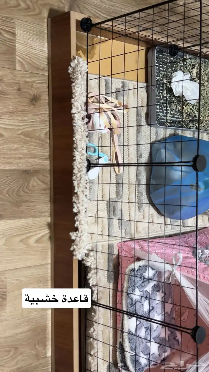 ارنب هولاند لوب 7