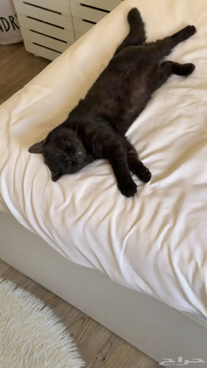 ذكر سكوتش طالب تزاوج 1