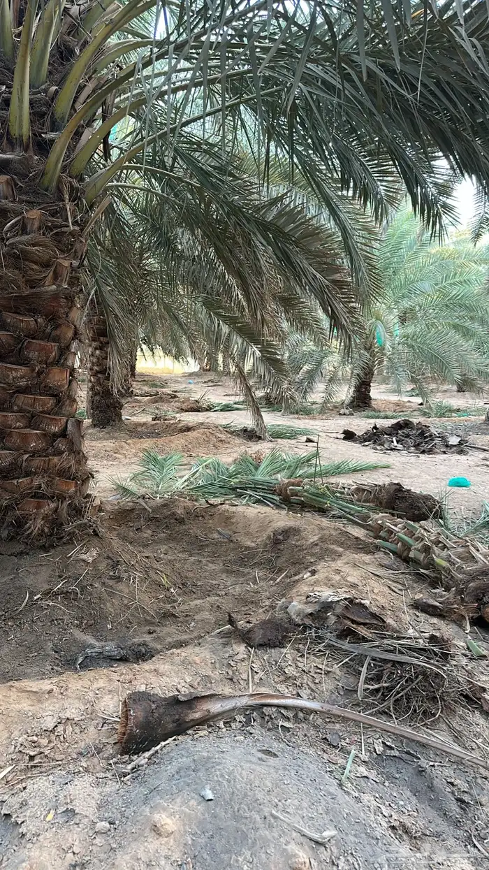 نخل خلاص وصقعي مثمر 4