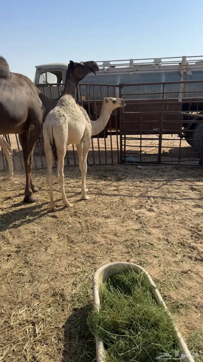 عشرا مجهم تحتها قعود 3