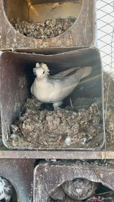 حمام للبيع index