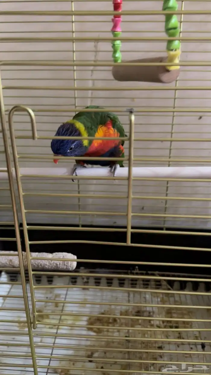 ببغاء اللوري 3