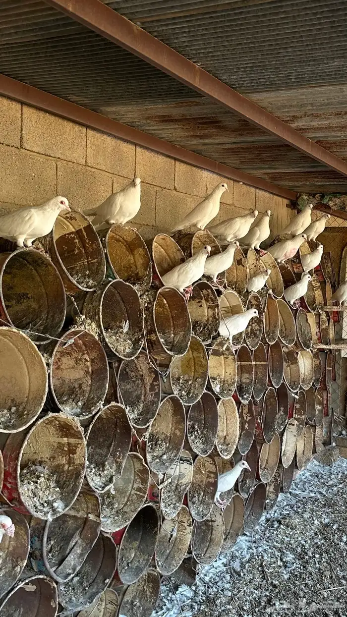 فرنسي أبيض للبيع 4