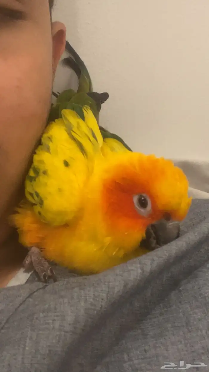 ببغاء صن كنيور ضايعع 1