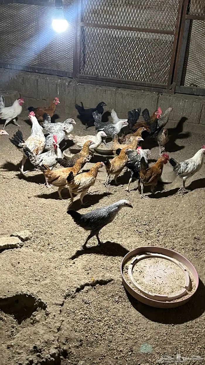دجاج بلدي فاخر الاخر 8