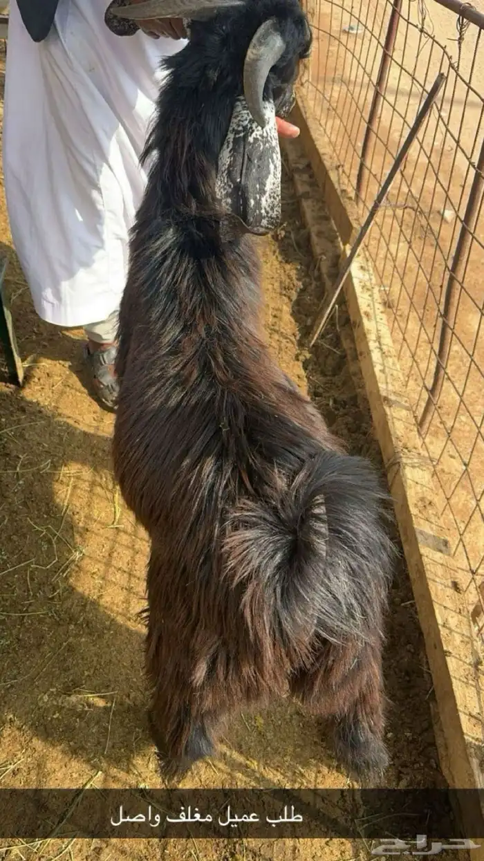 ذبايح حايل 17