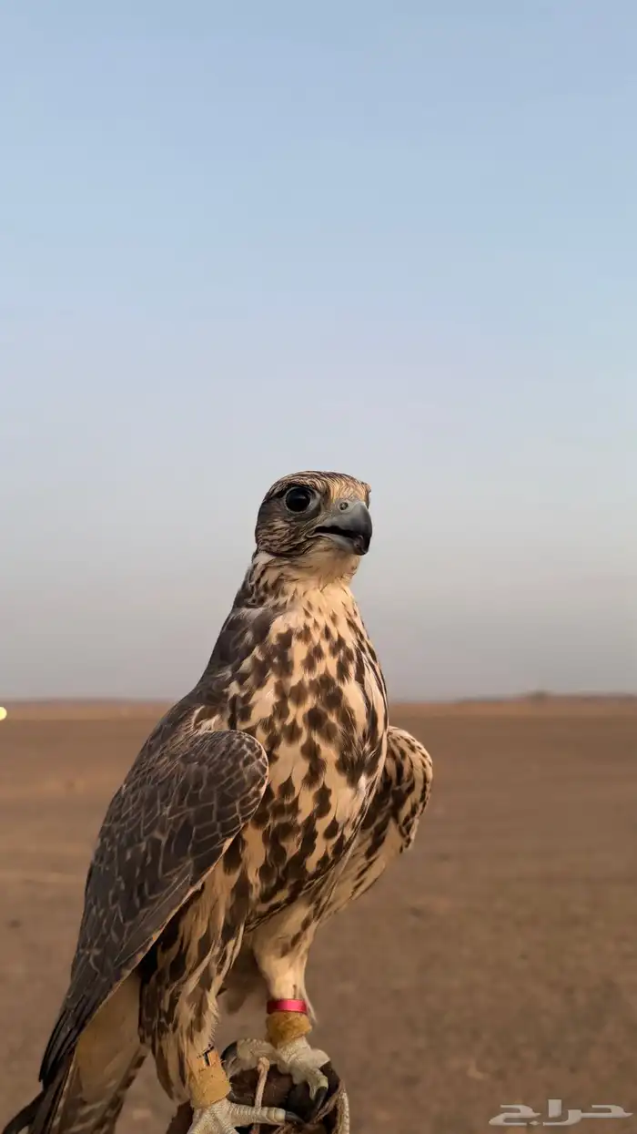 طير ضايع 0