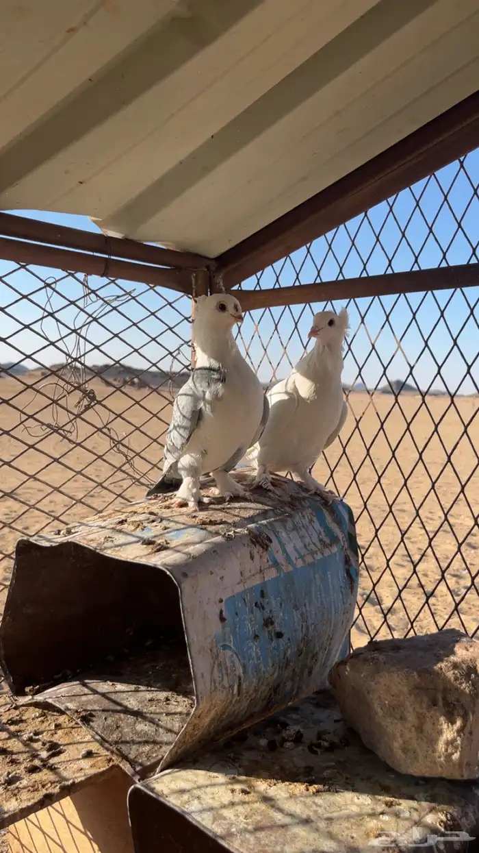 حمام للبيع 0