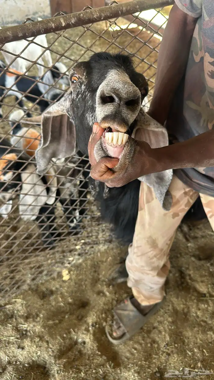 غرب المهد 100 كيلو 0