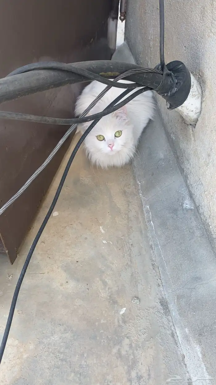 قطه انثى سليمه للتبني في ابها وماجاورها 0