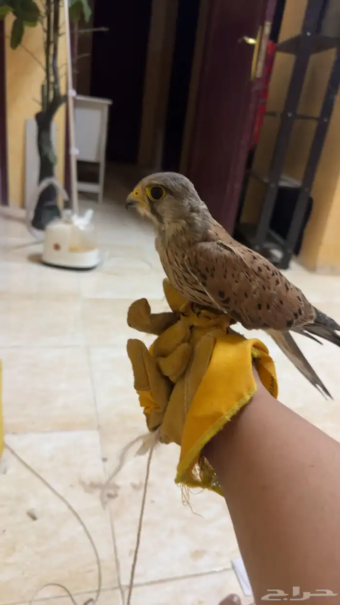 باشق نص مدرب للبيع 4