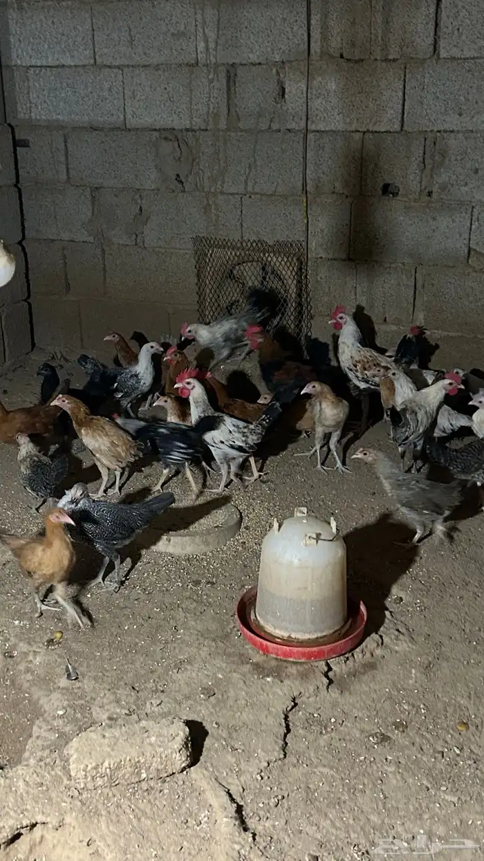 دجاج بلدي فاخر الاخر 6