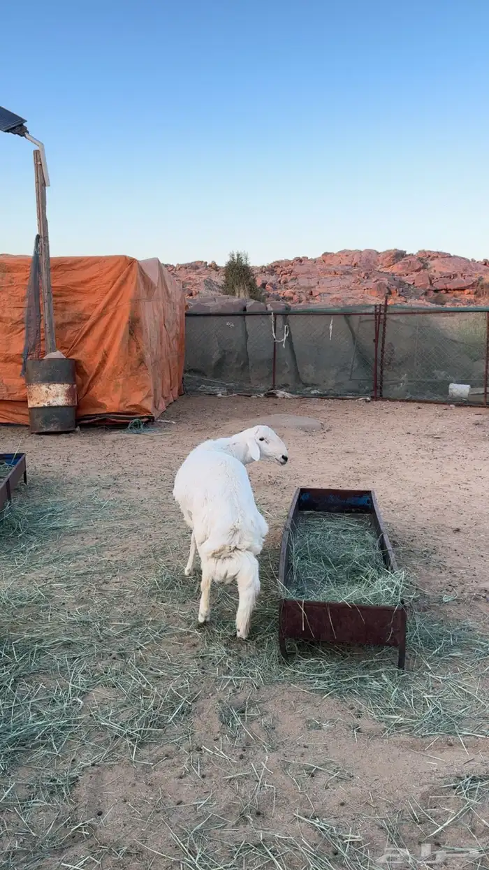 خروف فحل للبيع 1