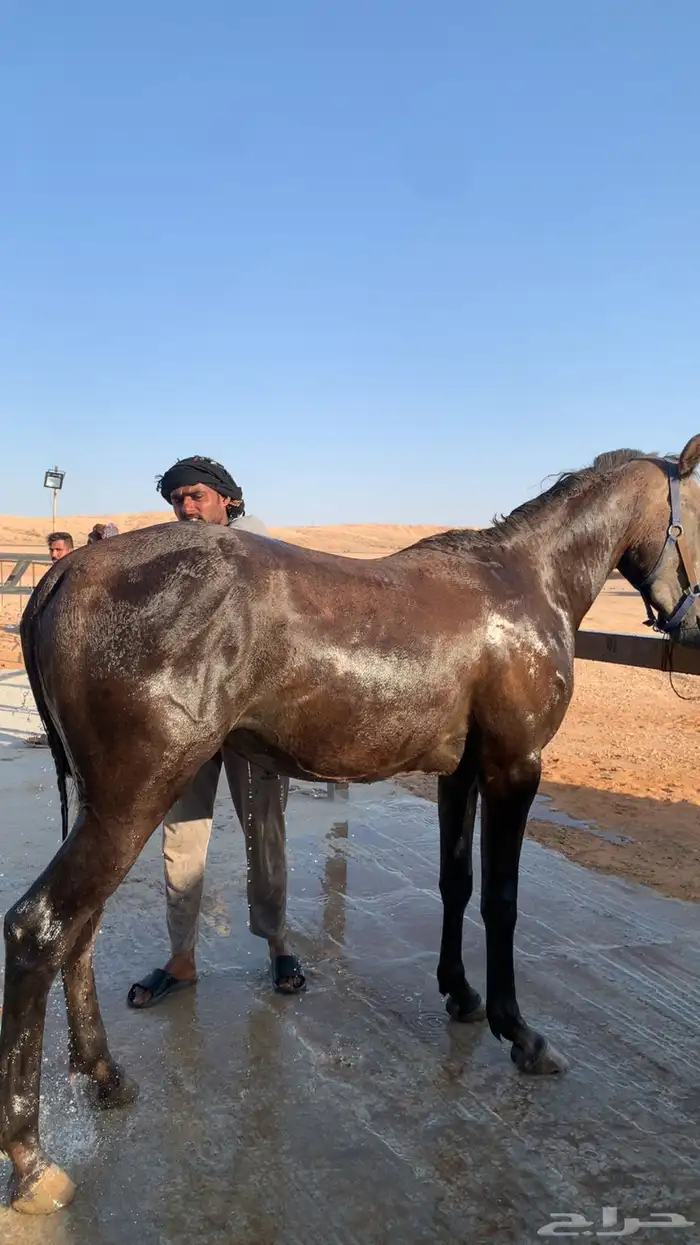 حصان شعبي للبيع 4