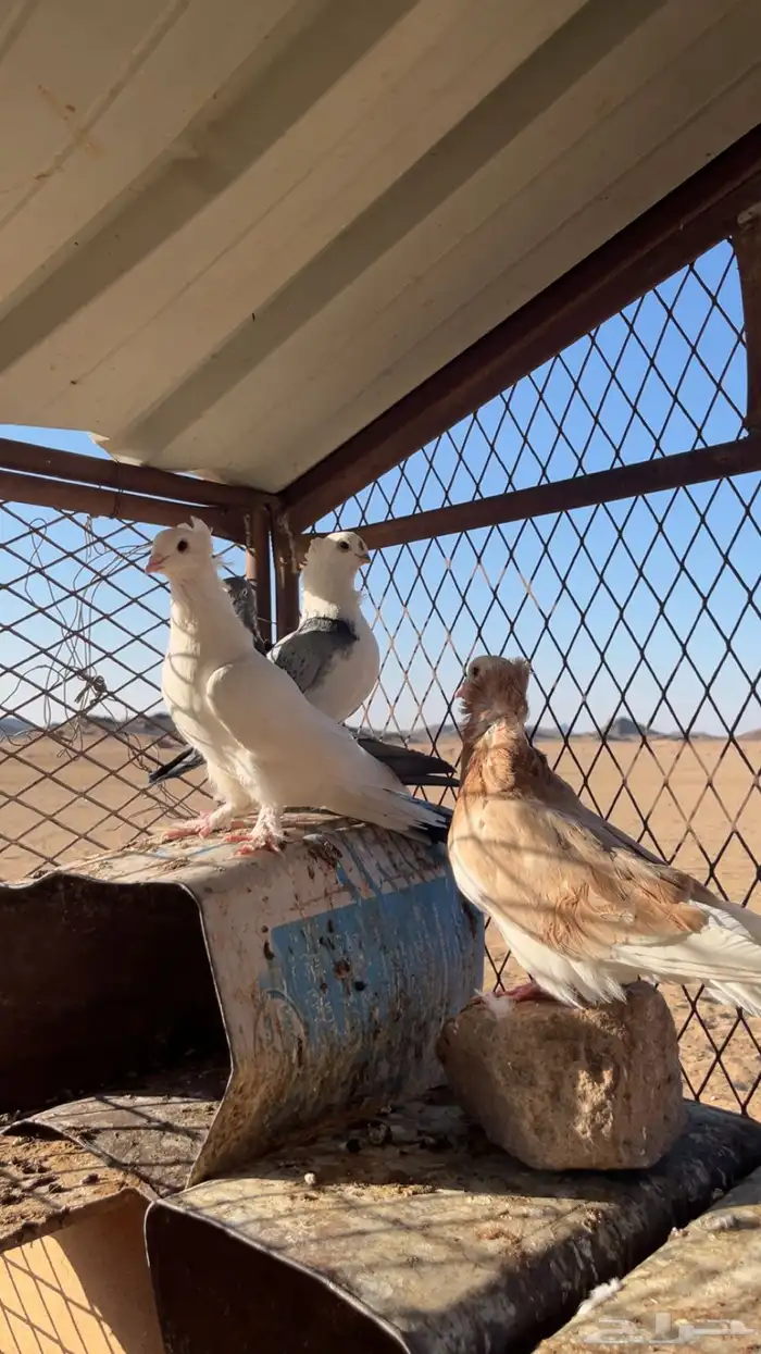 حمام للبيع 6