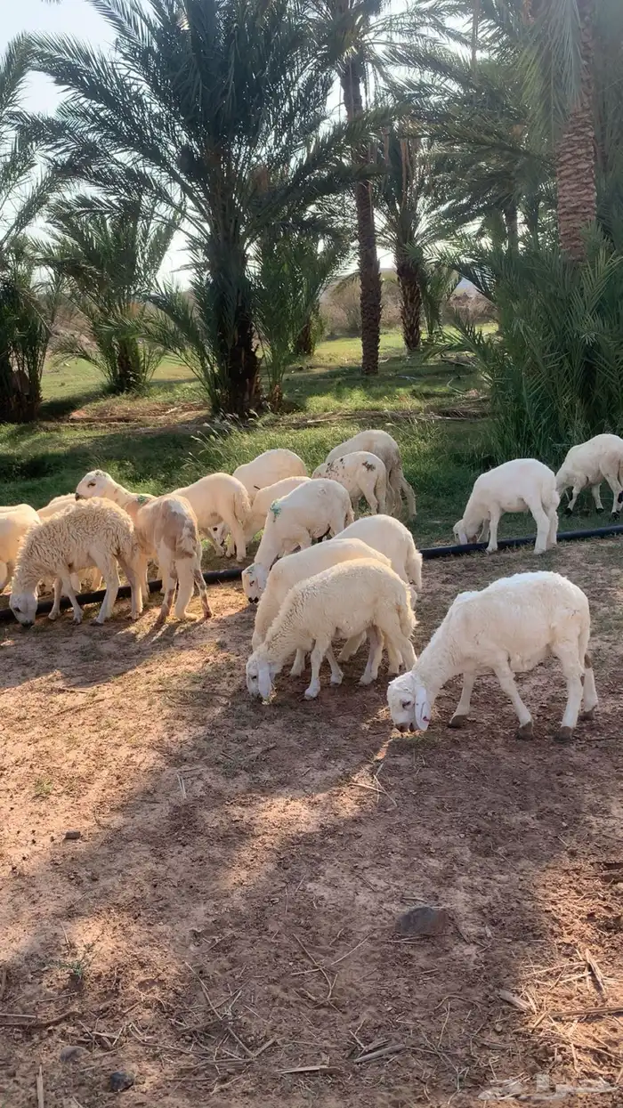 طليان حريه وسواكن تربية المزرعه 0