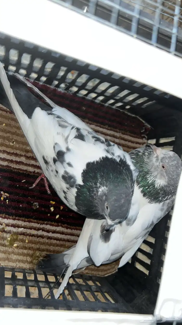 حمام بكستاني للبيع سبب البيع والله صار لي ضرف. 2