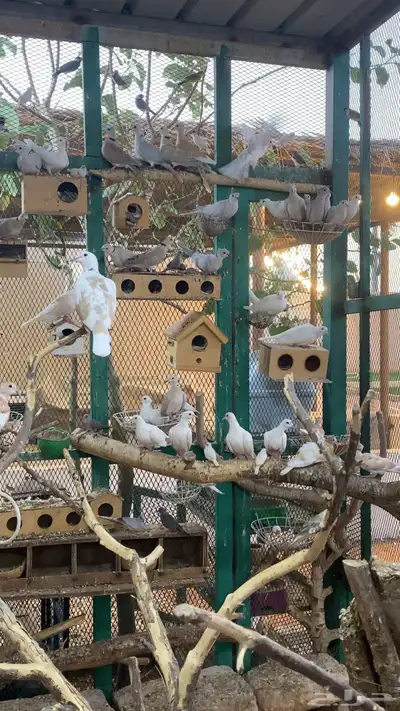 قماري يمام ياكريم index