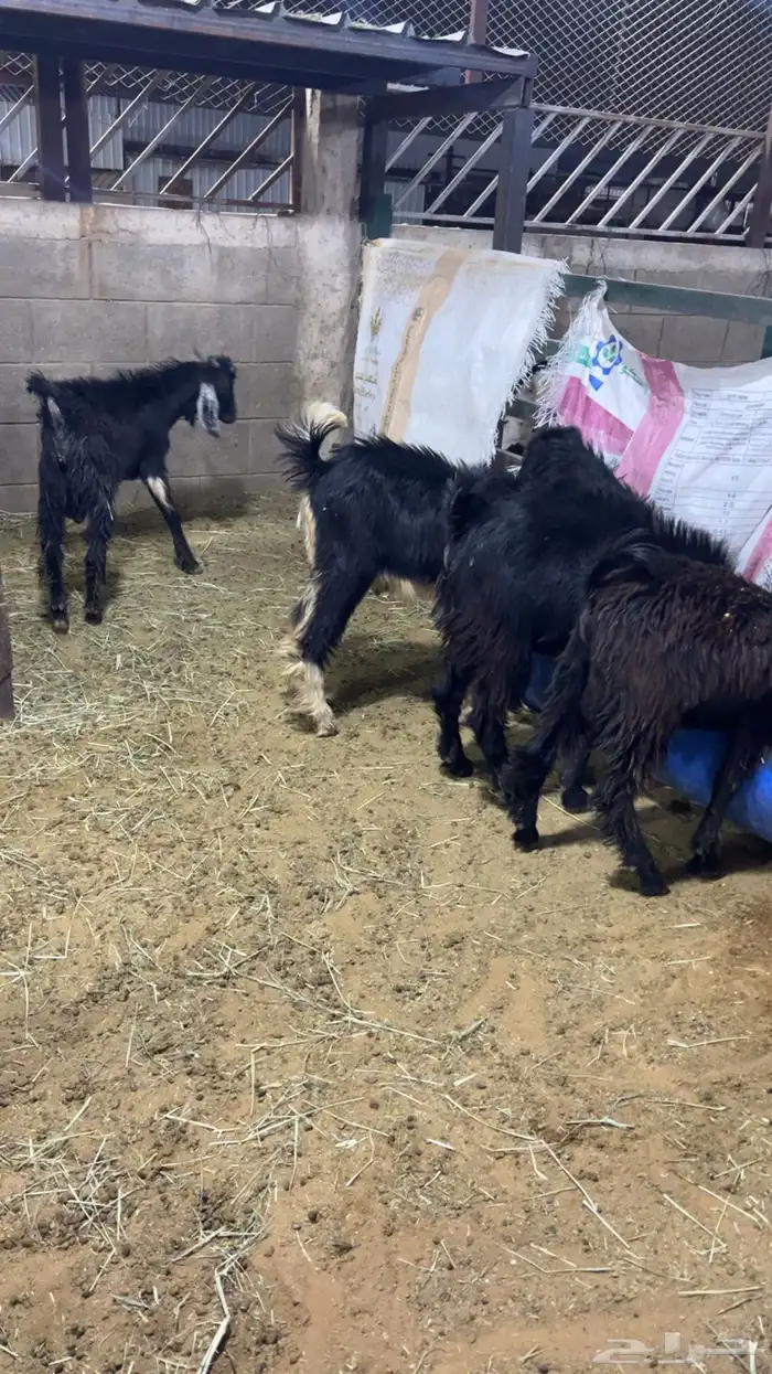 تيوس مندي مرابي 7