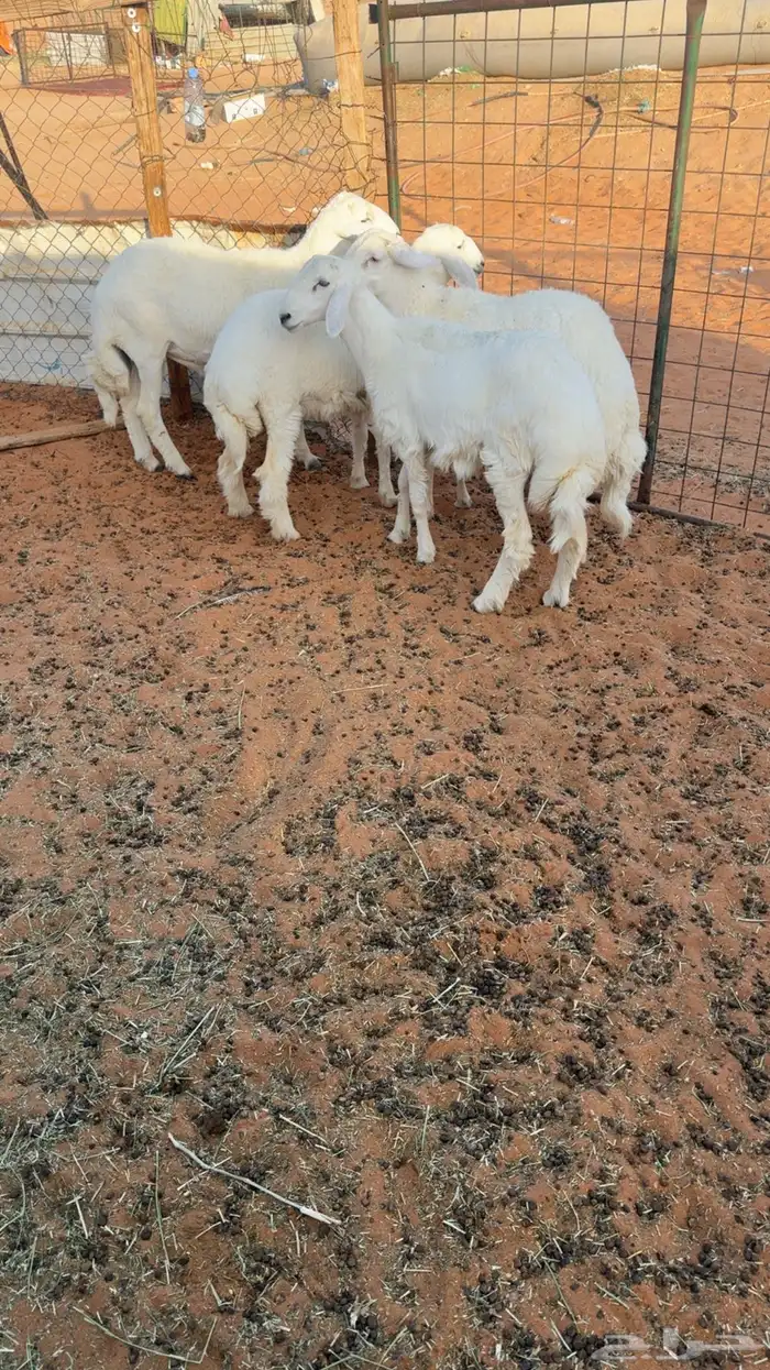 3 طليان ورخل حريات مغلقه 4