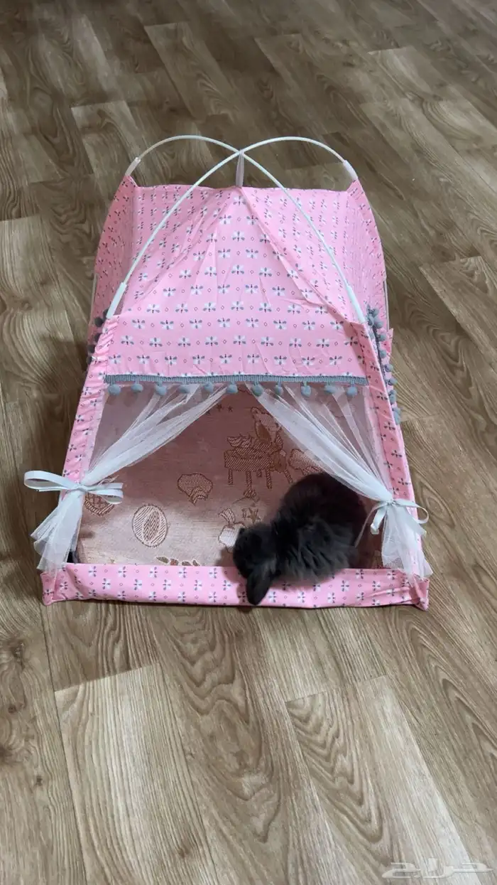 ارنب هولاند لوب 8