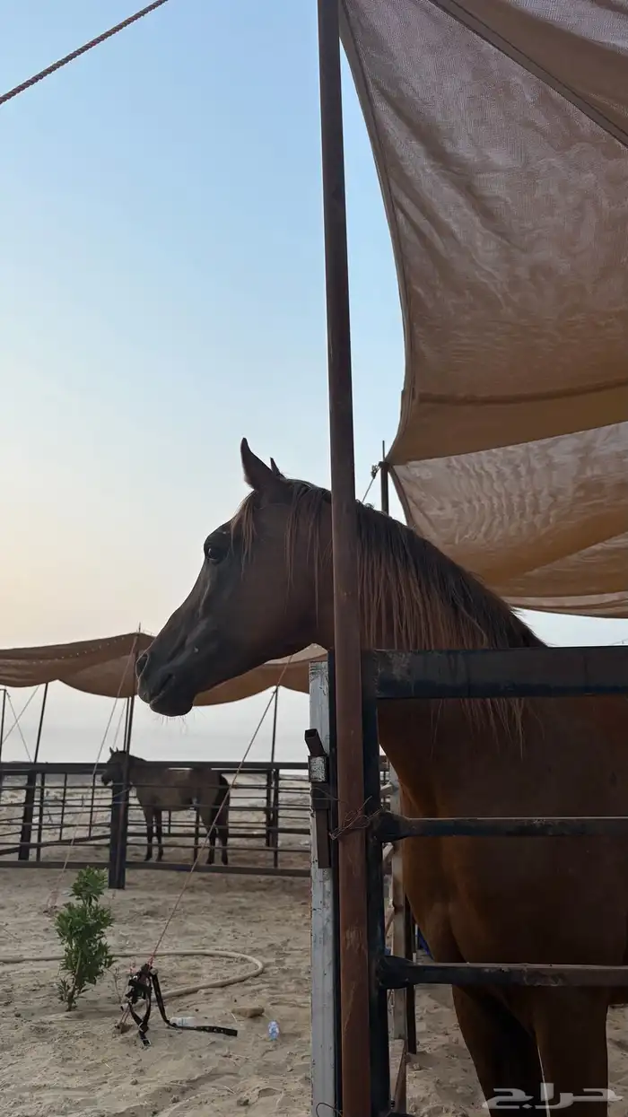 حصان ورق والبيع شعبي 2