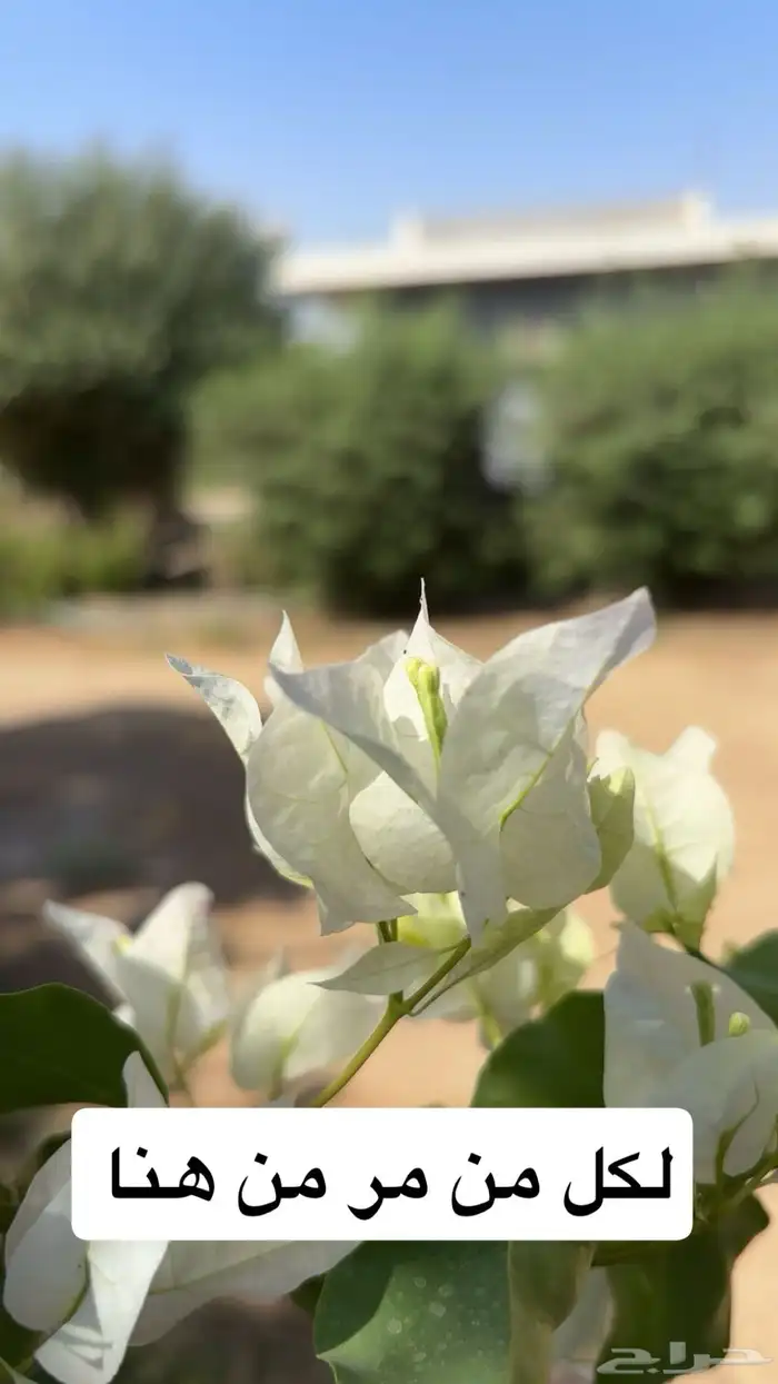 للبيع استراحة بالخرج ( الريحان ) كلشي جاهز 16