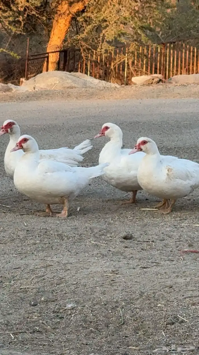 بط مصري منتج و حضان 2