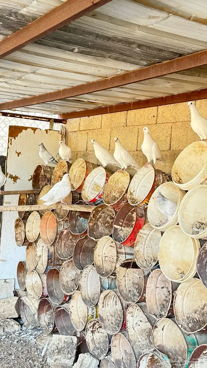 فرنسي أبيض للبيع 3