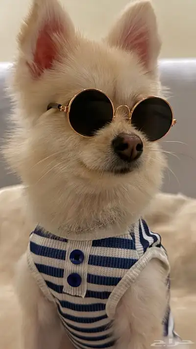 كلبه بومرينيان index