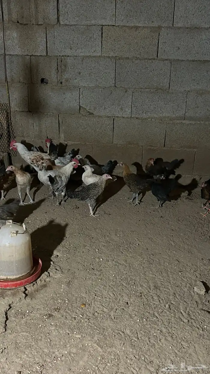 دجاج بلدي فاخر الاخر 7