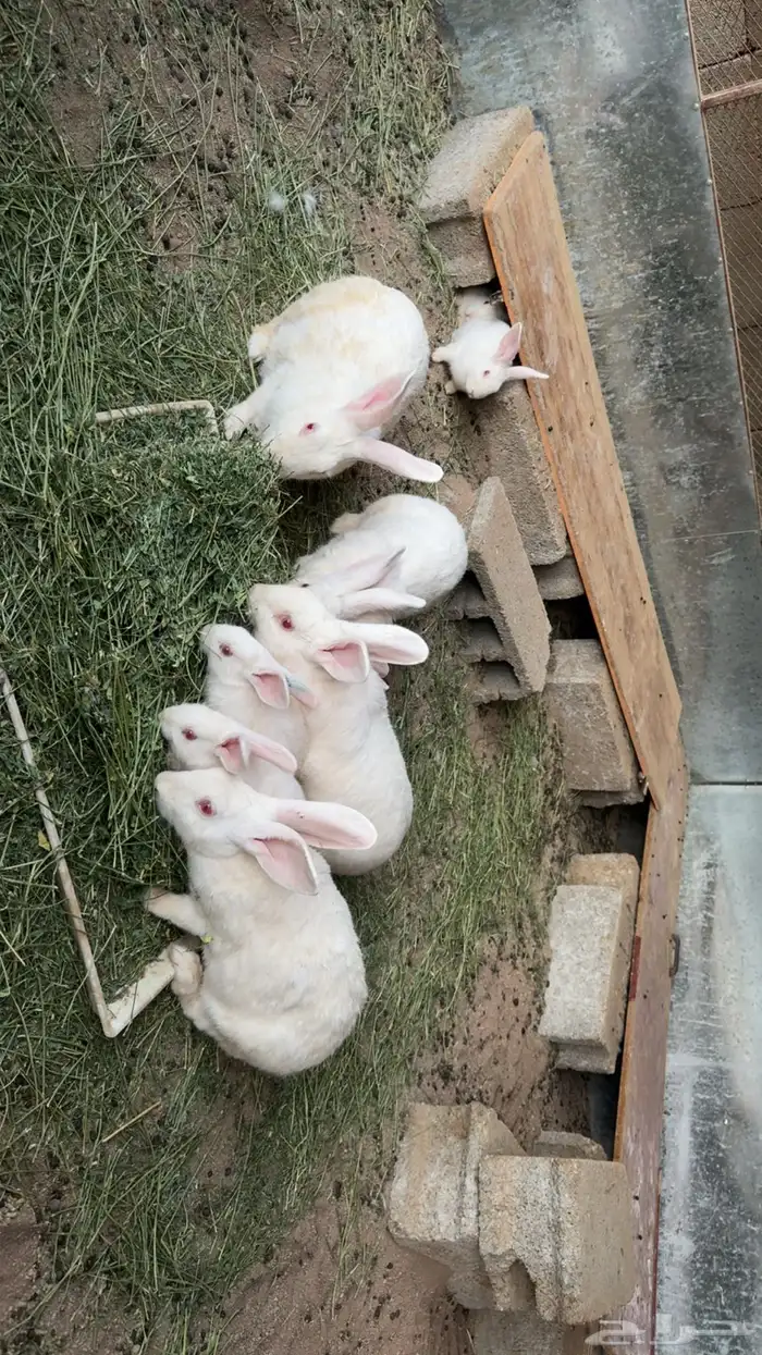 ارانب فرنسيه 1