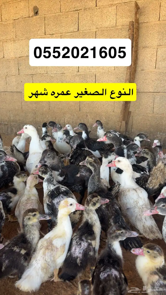 بط مسكوفي للبيع 3