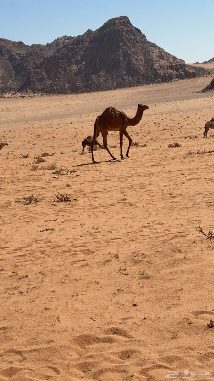 بكره بنت قناد الاحيمر 1