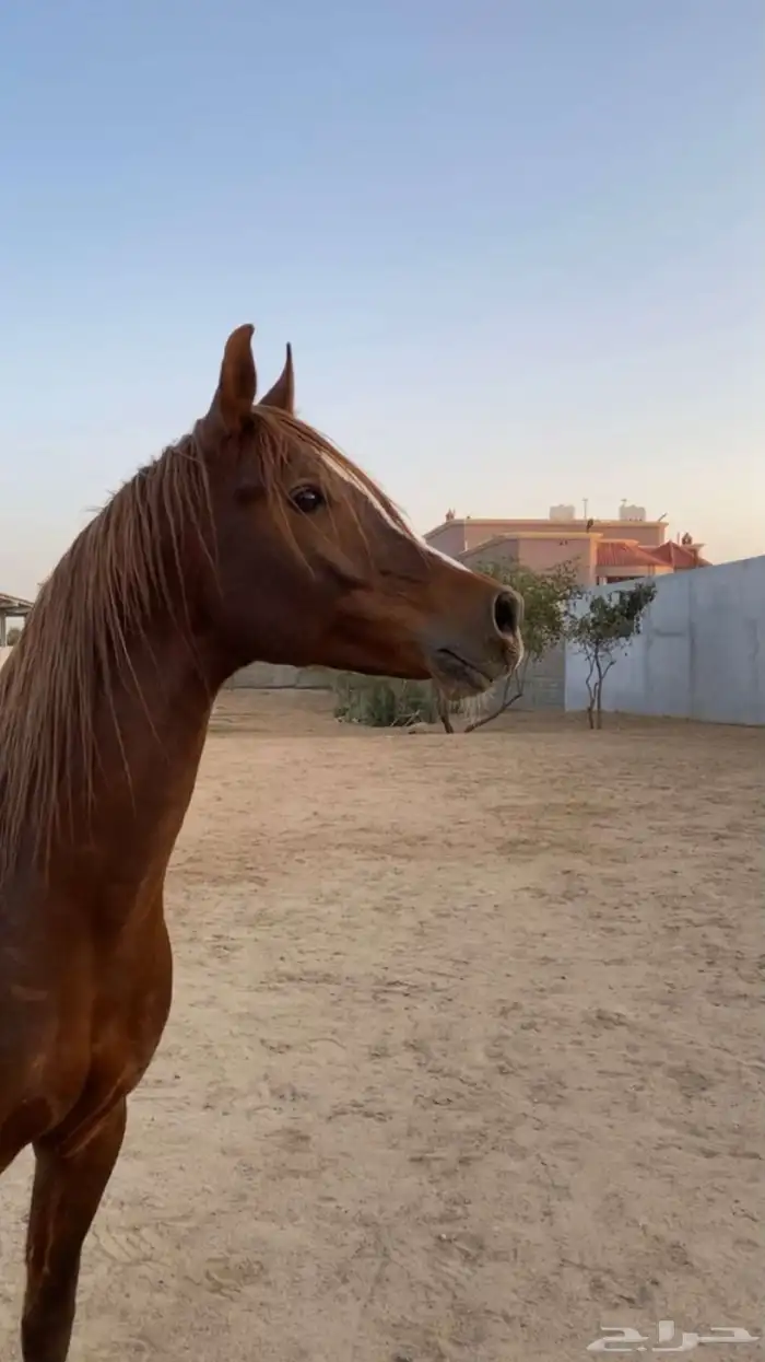 حصان شعبي كفو 2