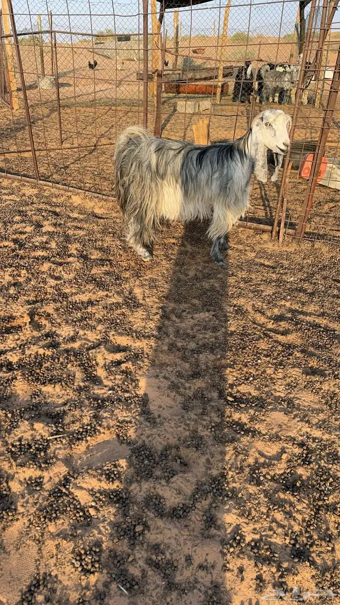 عنز رباع شبب وطيبه 2