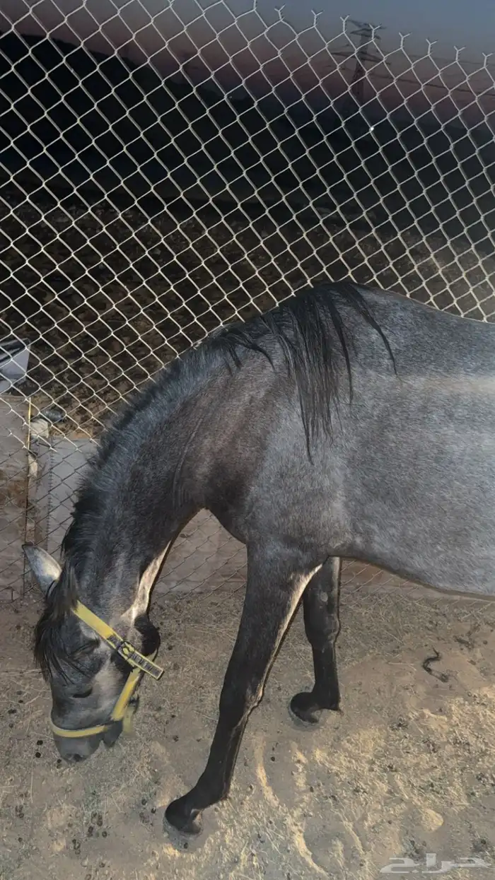 للبيع خيل 4