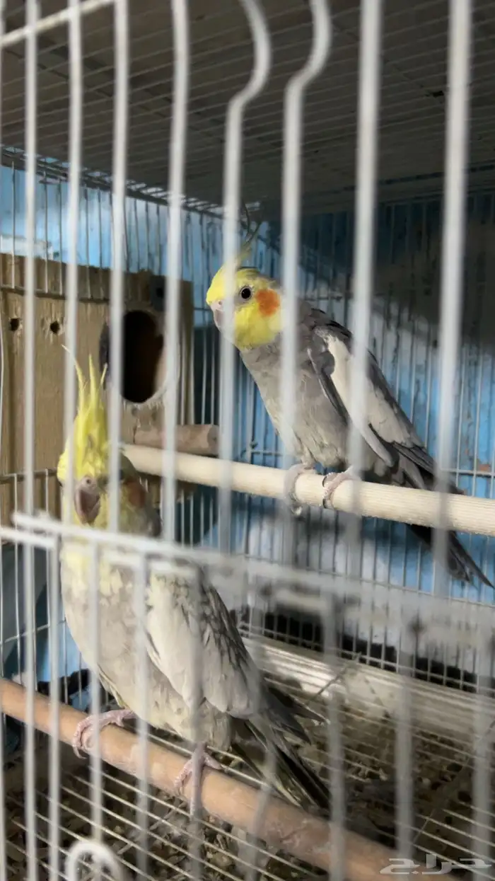 زوج كروان منتج 0