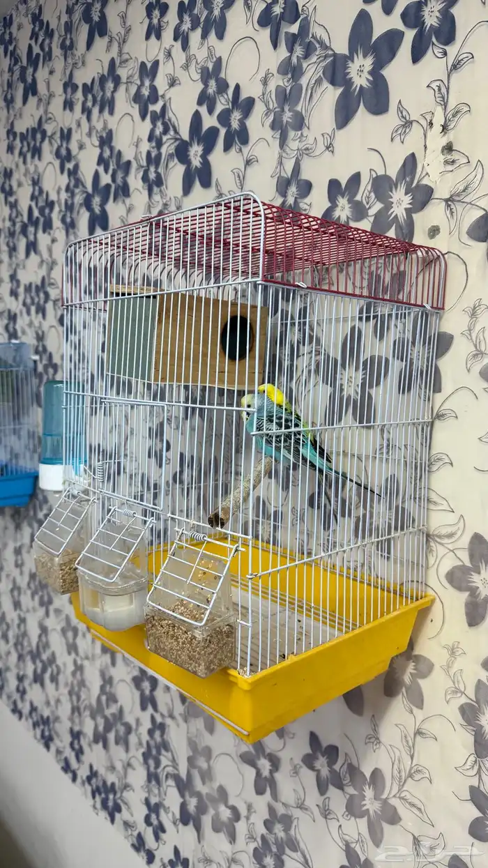 طيور الحب باددجي زوج مع كل ملحقاته 3