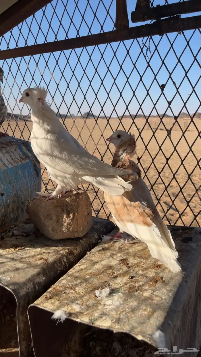 حمام للبيع 3