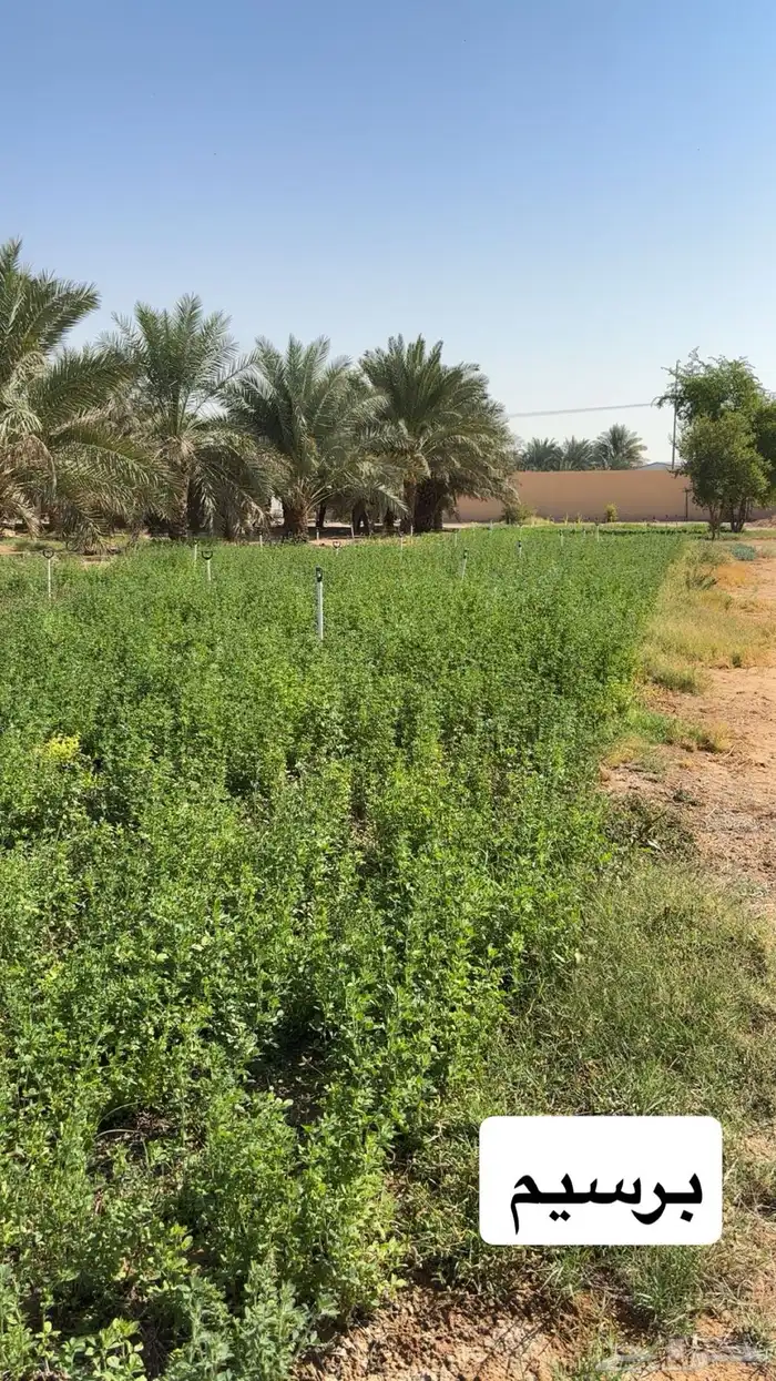 للبيع استراحة بالخرج ( الريحان ) كلشي جاهز 15