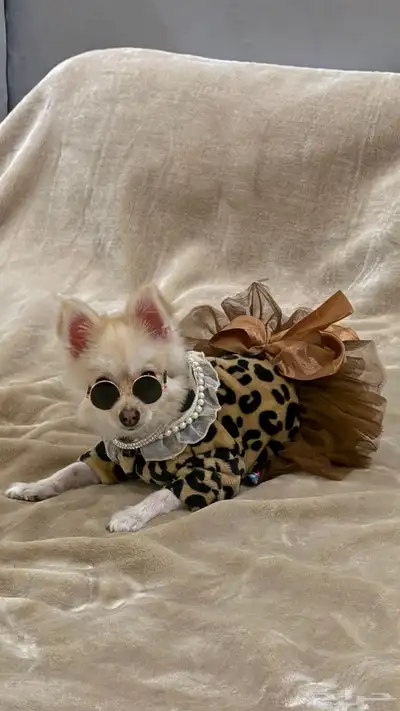 كلبه بومرينيان index