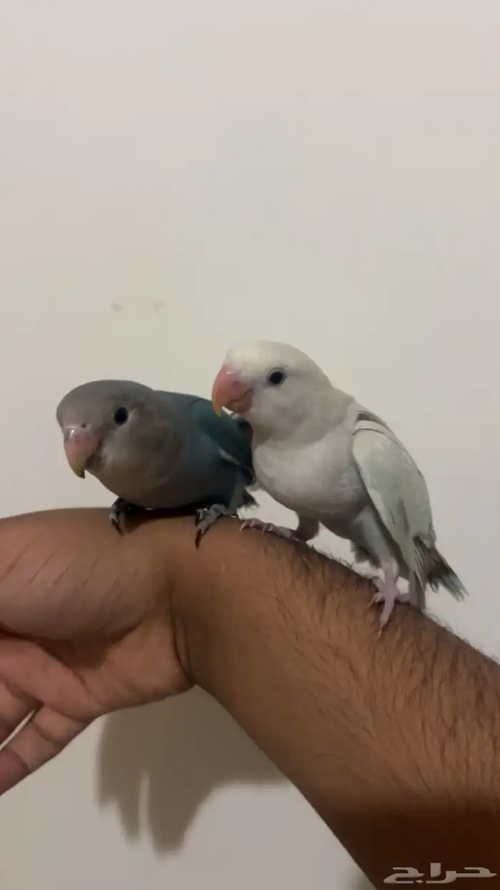 روزات اليفات وهدد والوان جميله فايلوت وبال فالو 0