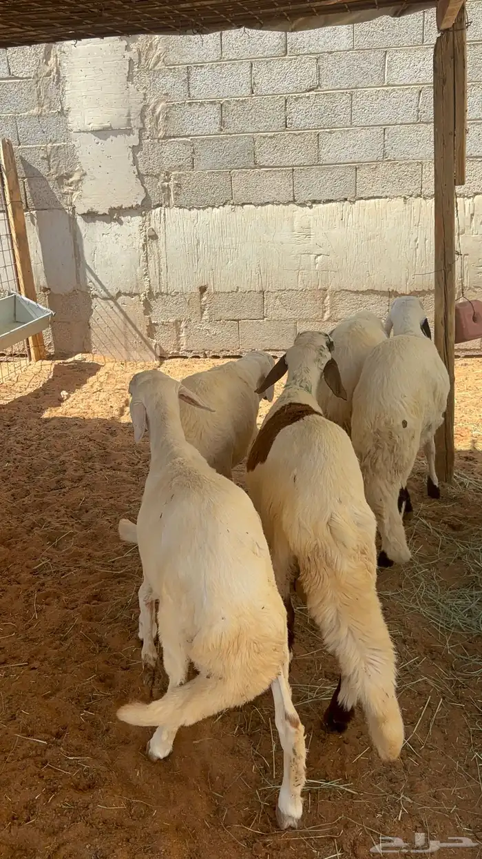 سواكن مرابي ب 1000 7